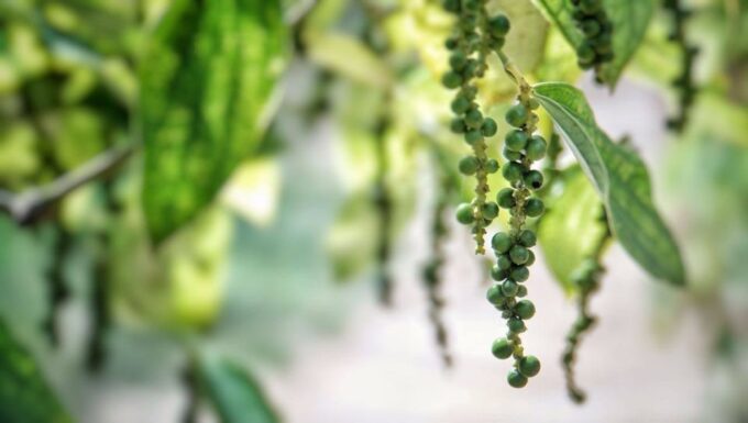 East Phu Quoc Island Half-Day Tour - Sim Wine Tasting