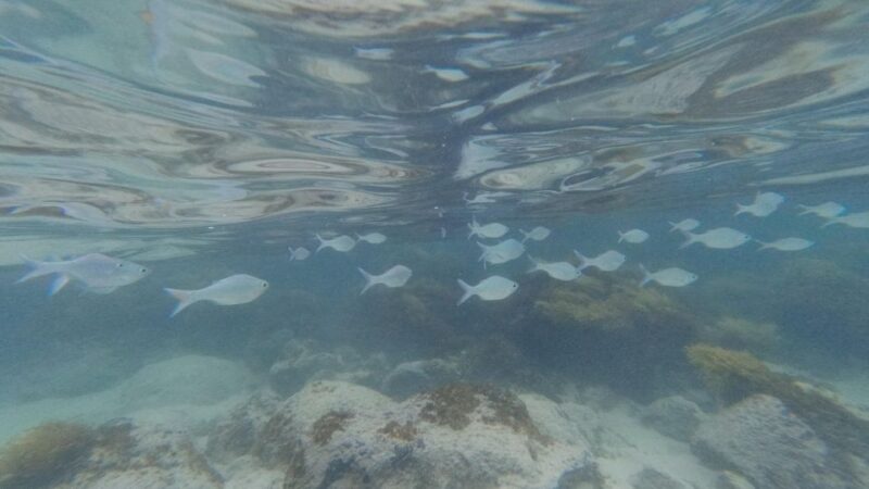 Easter Island: Snorqueling Tour on Coral Reefs - Participant Information