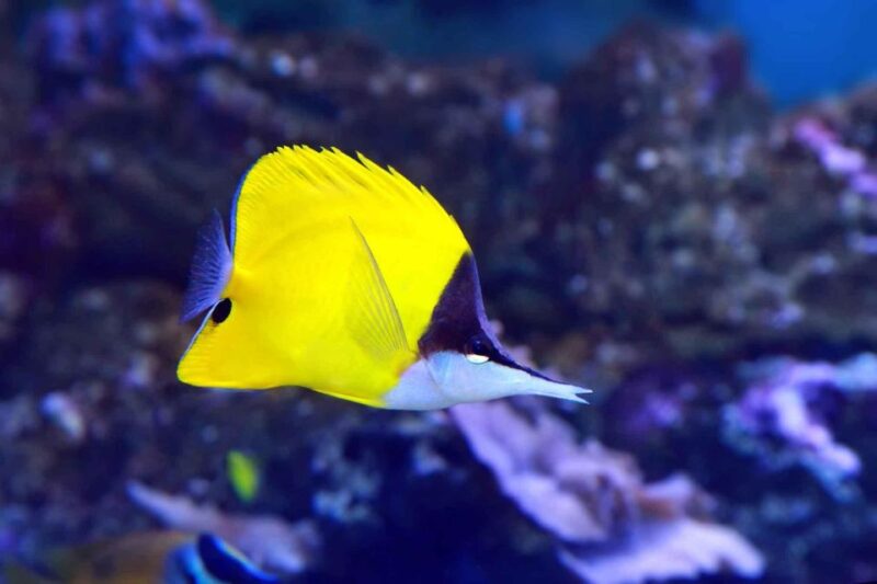 Easter Island: Snorqueling Tour on Coral Reefs - Coral Reef Ecosystem