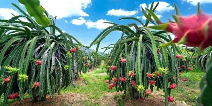 Easy Rider Da Lat Motorbike To MUI NE 1 Day - Captivating Mui Ne Destinations