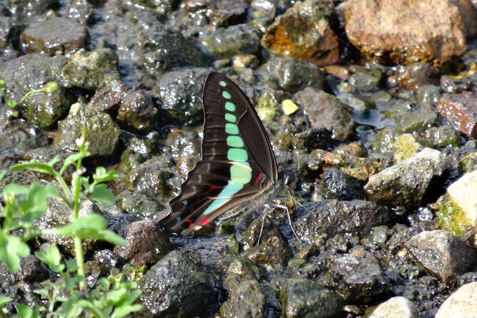 Easygoing Nature Walk in Hakone Tour - Reaching Togendai Station