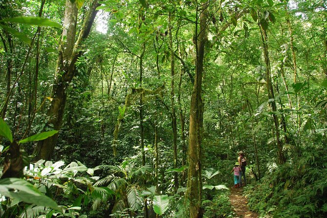 Ebano Waterfalls and Rainforest Safari Tour - Meeting and Pickup