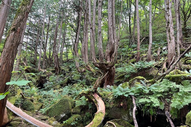 Ebike Tour in Lake Shirakaba and Tateshina Highland Japan - Transportation Details