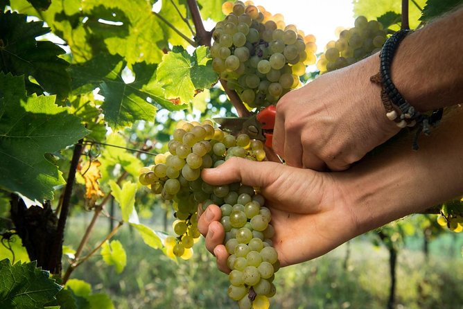 EBIKE Tour With Organic Wine Tasting - Positive Highlights