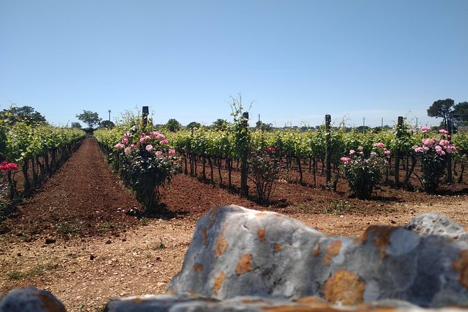 Ebike Tours: Alberobello and the Wines of Valle Ditria - Exploring Vineyards and Olive Groves