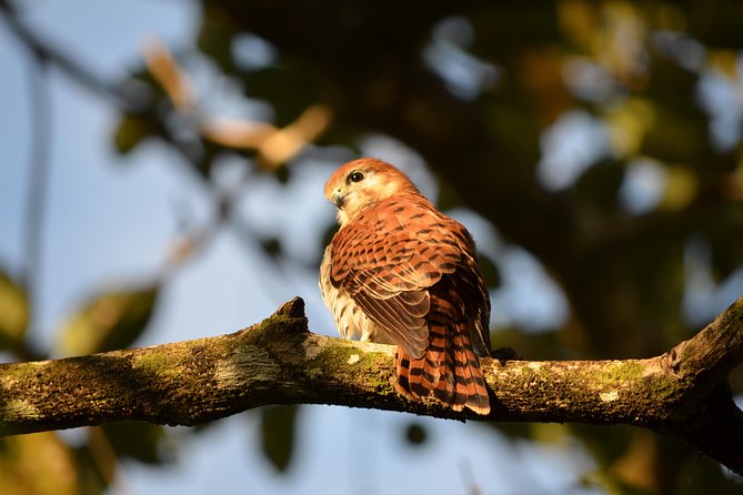 Ebony Forest Reserve Chamarel: Endemic Birdwatching Guided Tour - Ebony Forest Reserve