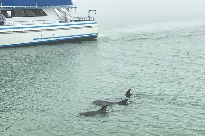 Eco and Dolphin Watch Tour of South Padre Island - Booking Information