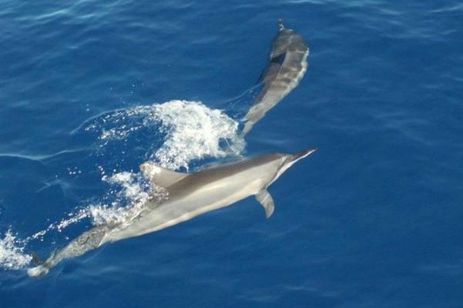 Eco and Dolphin Watch Tour of South Padre Island - Meeting Point and Departure