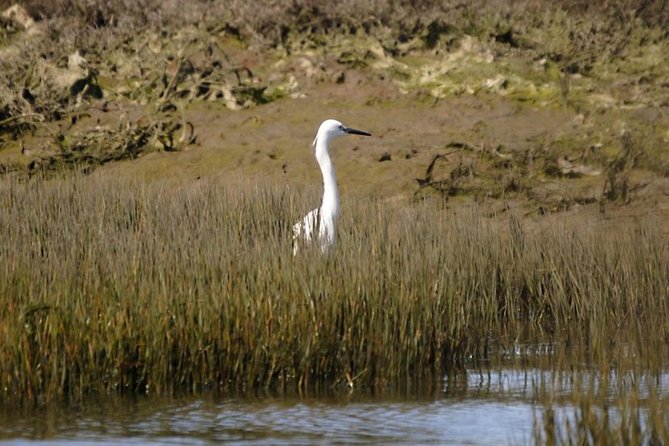 Eco Boat Tour in the Ria Formosa Lagoon From Faro - Tour Details