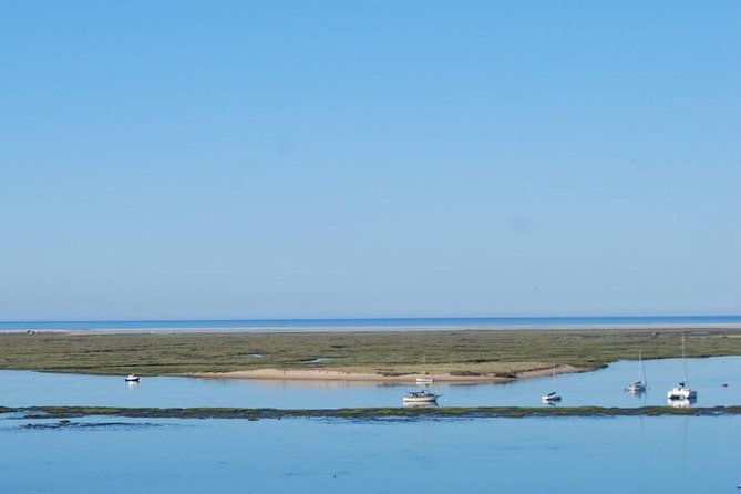 Eco Boat Tour in the Ria Formosa Lagoon From Faro - Spotting Native Wildlife