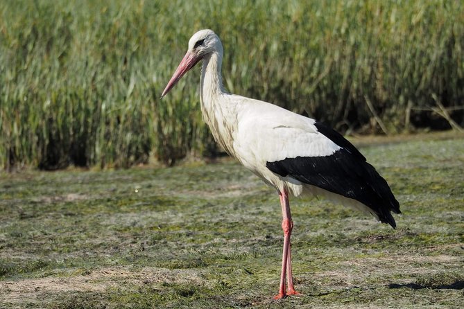Eco Boat Tour in the Ria Formosa Lagoon From Faro - Ria Formosa Lagoon
