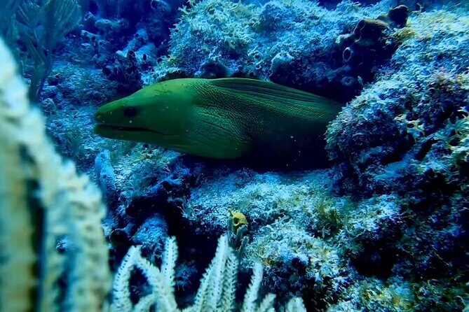 Eco Conscious Reef Diving with Southpoint Divers - In-Depth Tour Breakdown