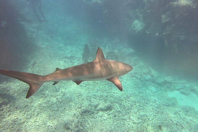 Eco Conscious Reef Diving with Southpoint Divers - Final Thoughts: Is This Tour Right for You?