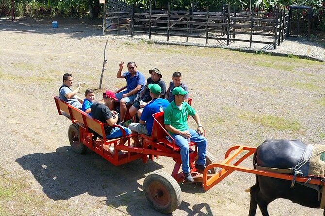 Eco Farm Tour & Water Buffalos - Animal Interactions