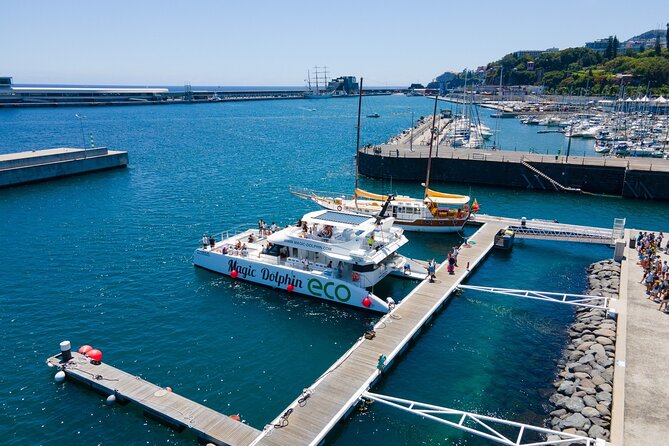 Eco-Friendly Catamaran Dolphin and Whale Watching - Weather and Group Size