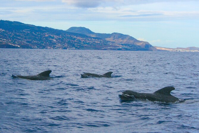 Eco-Friendly Catamaran Dolphin and Whale Watching - Frequently Asked Questions
