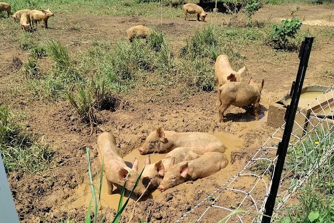 Eco Friendly Farming Tour to Explore Dorados Most Beautiful Farm - Tips for an Enjoyable Visit
