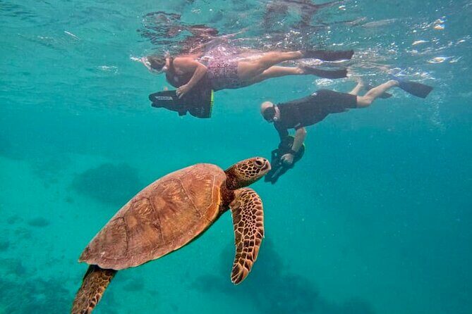 Eco Friendly Sea Scooter Turtle Tour in Rarotonga - Key Points