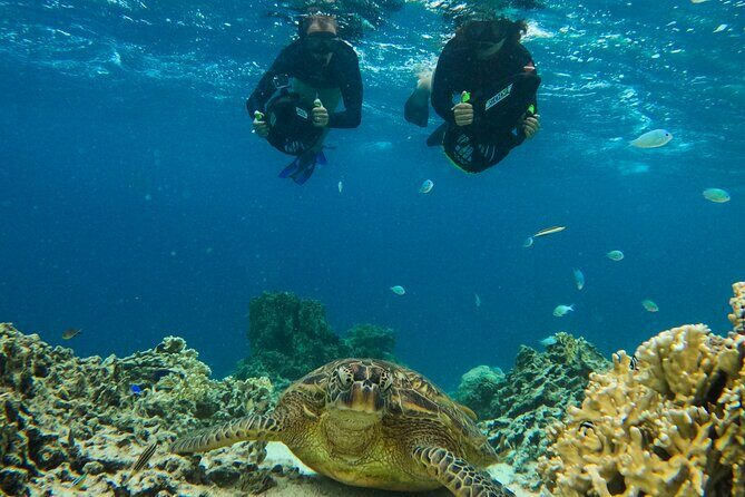 Eco Friendly Sea Scooter Turtle Tour in Rarotonga - Cost, Value, and Considerations