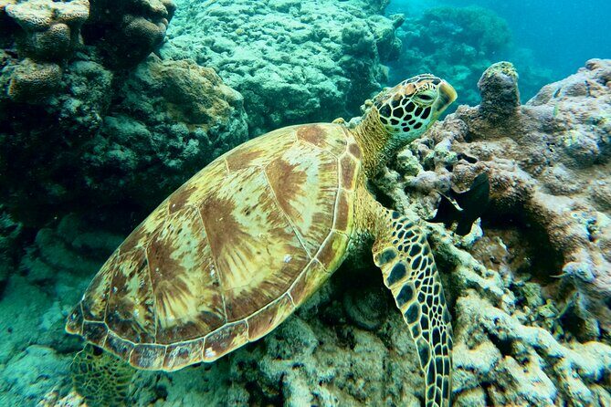 Eco Friendly Sea Scooter Turtle Tour in Rarotonga - Final Thoughts