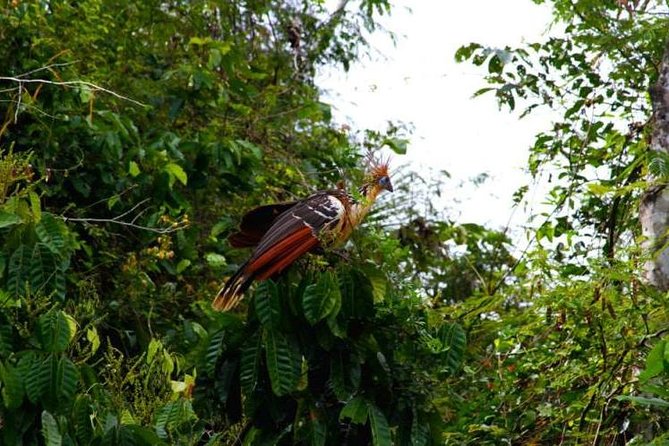 Eco Jungle - 3 Days / 2 Nights - Key Points