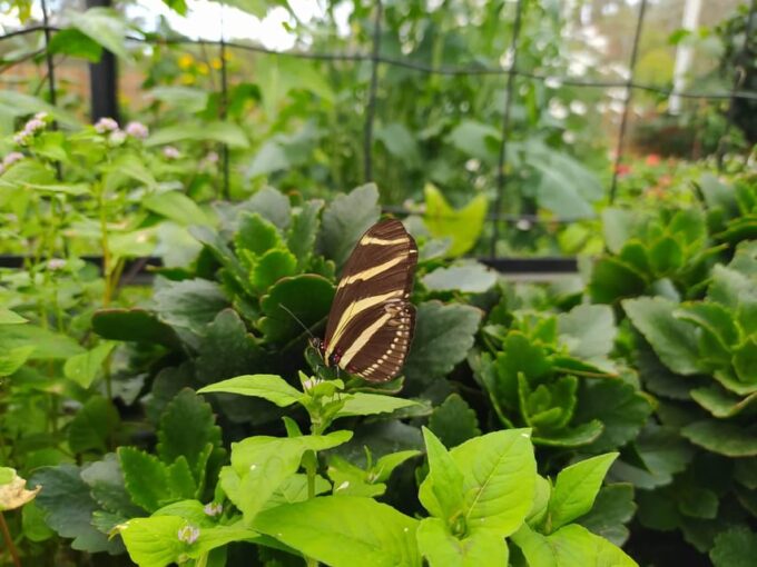 Eco-Park Recinto Del Pensamiento Tour - Important Considerations