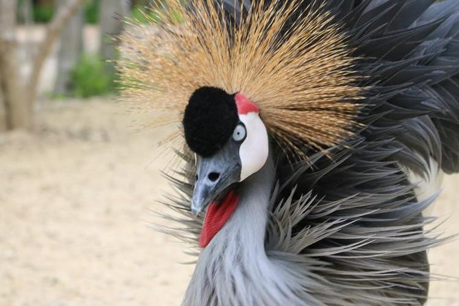 Eco Plan National Aviary and Lunch in Playa Mambo Beach Barú - Tour Overview