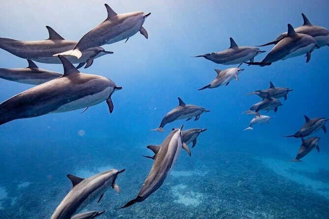 Eco-Raft Tour: Maui-Lanai Snorkel / Dolphin Watch (Semi-Private) - Introduction