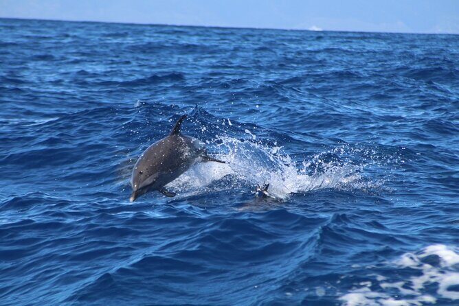 Eco-Raft Tour: Maui-Lanai Snorkel / Dolphin Watch (Semi-Private) - FAQ