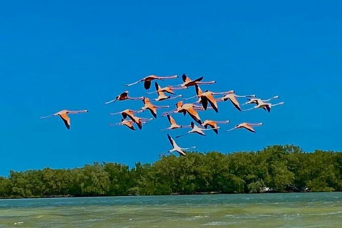 Eco Safari through the Ria Lagartos Natural Park - Unpacking the Tour: What to Expect
