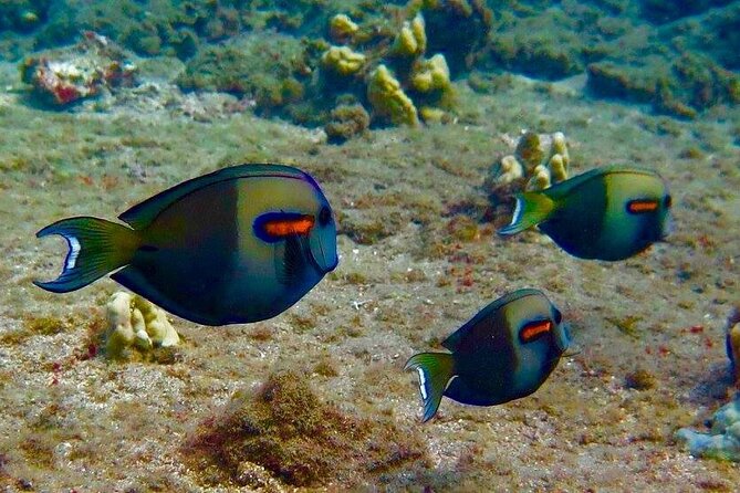 Eco Sea Scooter Beach Entry - Rent a Gopro Video Tape Sea Turtles - Reef Protection and Eco-Education