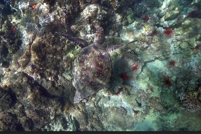 Eco Sea Scooter Guided Beach Tour From The Famous Kapalua Bay - Inclusions and Whats Provided