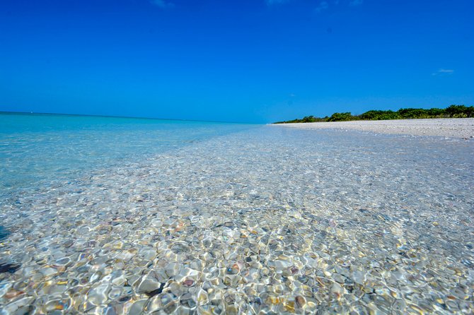 Eco Shelling Cruise to Keewaydin Island - Pristine Landscapes and Beach Treasures