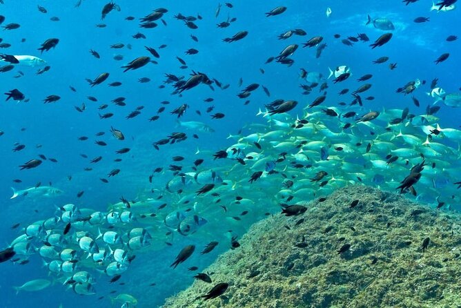 Eco-snorkeling in the Medes Islands - Guided Tour Highlights and Insights