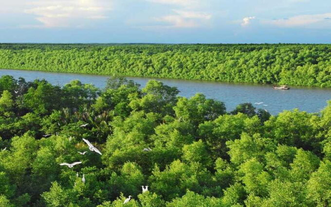 ECO TOUR FROM HO CHI MINH: CAN GIO MANGROVE FOREST - Since You Asked