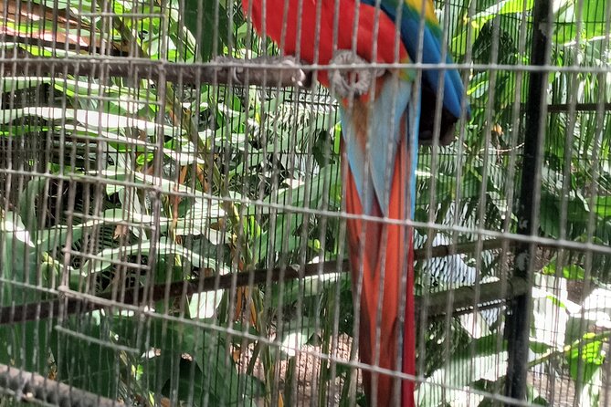 Eco-Tour (Konoko Falls & Fern Gully- From Ocho Rios - Booking and Cancellation Policy