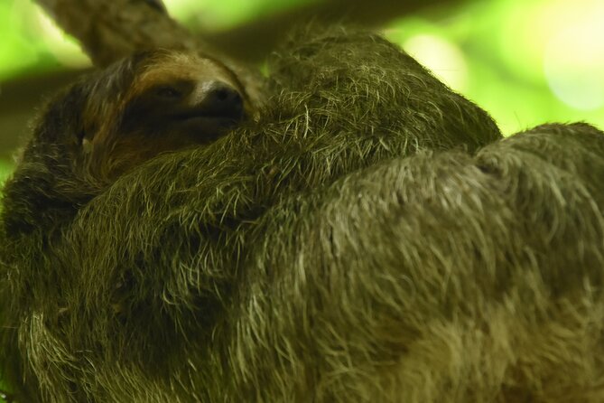 Ecocentro Danaus Nature Walk and Search for Sloths - Spotting the Elusive Sloths