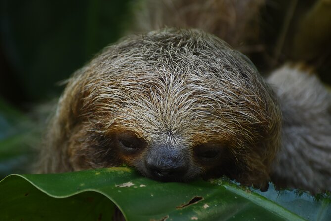 Ecocentro Danaus Nature Walk and Search for Sloths - Key Points