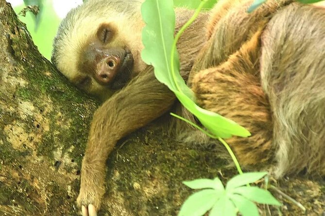 Ecocentro Danaus Nature Walk and Search for Sloths - Spotting the Elusive Sloths