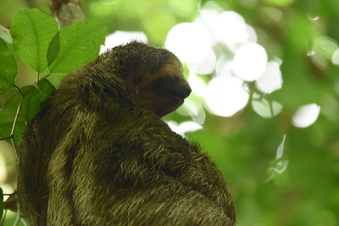 Ecocentro Danaus Nature Walk and Search for Sloths - Convenient Meeting and End Points
