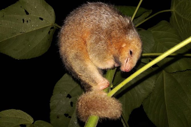 Ecogarden Arenal Night Walk - Wildlife Encounter