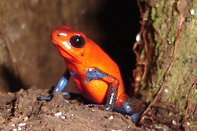 Ecogarden Arenal Night Walk - Cancellation Policy