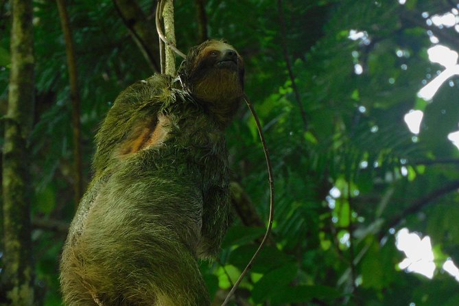 Ecogarden Arenal Sloth Tour - Wildlife Spotting