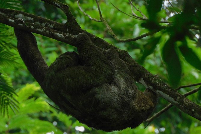 Ecogarden Arenal Sloth Tour - Traveler Reviews
