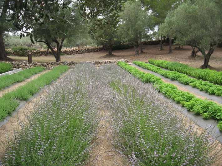 Ecoherbes - Guided Visit to the Botanical Garden - Diverse Flora Collection