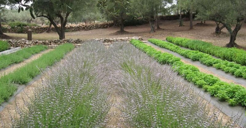 Ecoherbes - Guided Visit to the Botanical Garden - Guided Tour Details