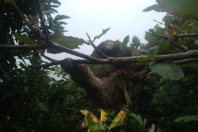 Ecologic Farming Sloth Tour Hiking & Chocolate -Coffee Tour - Key Points