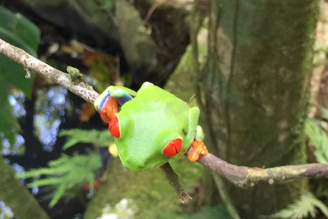 Ecologic Farming Sloth Tour Hiking & Chocolate -Coffee Tour - Butterfly and Frog Sightings