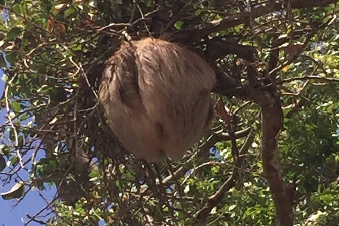 Ecologic Farming Sloth Tour Hiking & Chocolate -Coffee Tour - Coffee Plantation Tour and Tasting