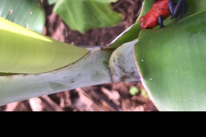 Ecologic Farming Sloth Tour Hiking & Chocolate -Coffee Tour - Transportation and Pickup Options